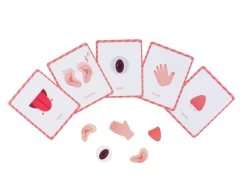 Mieredu Magnetic Kit - My Body + Emotion -Kids Toy Shop mieredu mieredu magnetic kit my body emotion 17087790153862